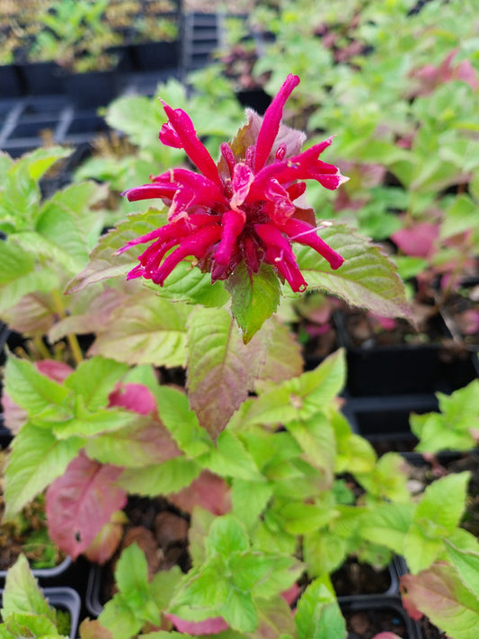 Monarda didyma 'Fireball'® Indianernessel