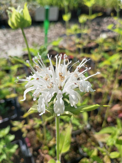 Monarda fistulosa 'Schneewittchen' Indianernessel