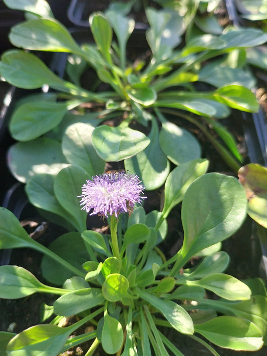 Globularia punctata Kugelblume