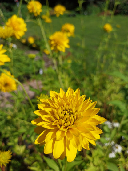 Rudbeckia laciniata 'Goldball' Gefülltblühender Sonnenhut
