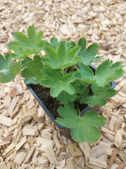 Alchemilla sericata 'Gold Strike' Seidiger Frauenmantel