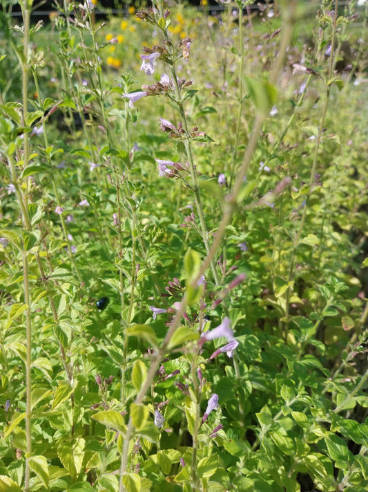 Calamintha nepeta Kleinblütige Bergminze