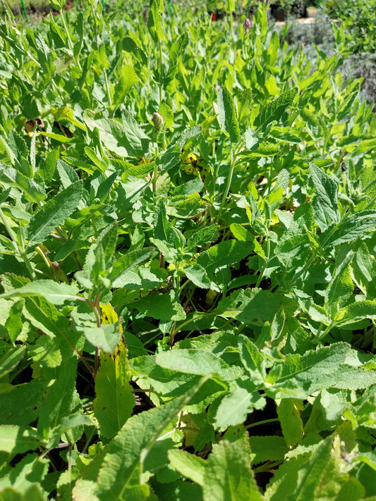 Salvia nemorosa 'Violettkönigin' Steppensalbei