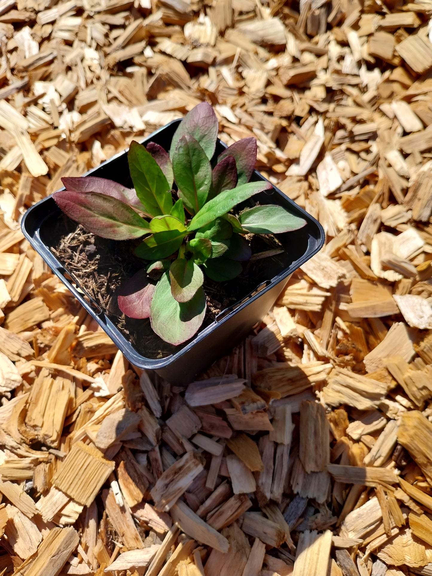 Oenothera tetragona 'Sonnenwende' Nachtkerze