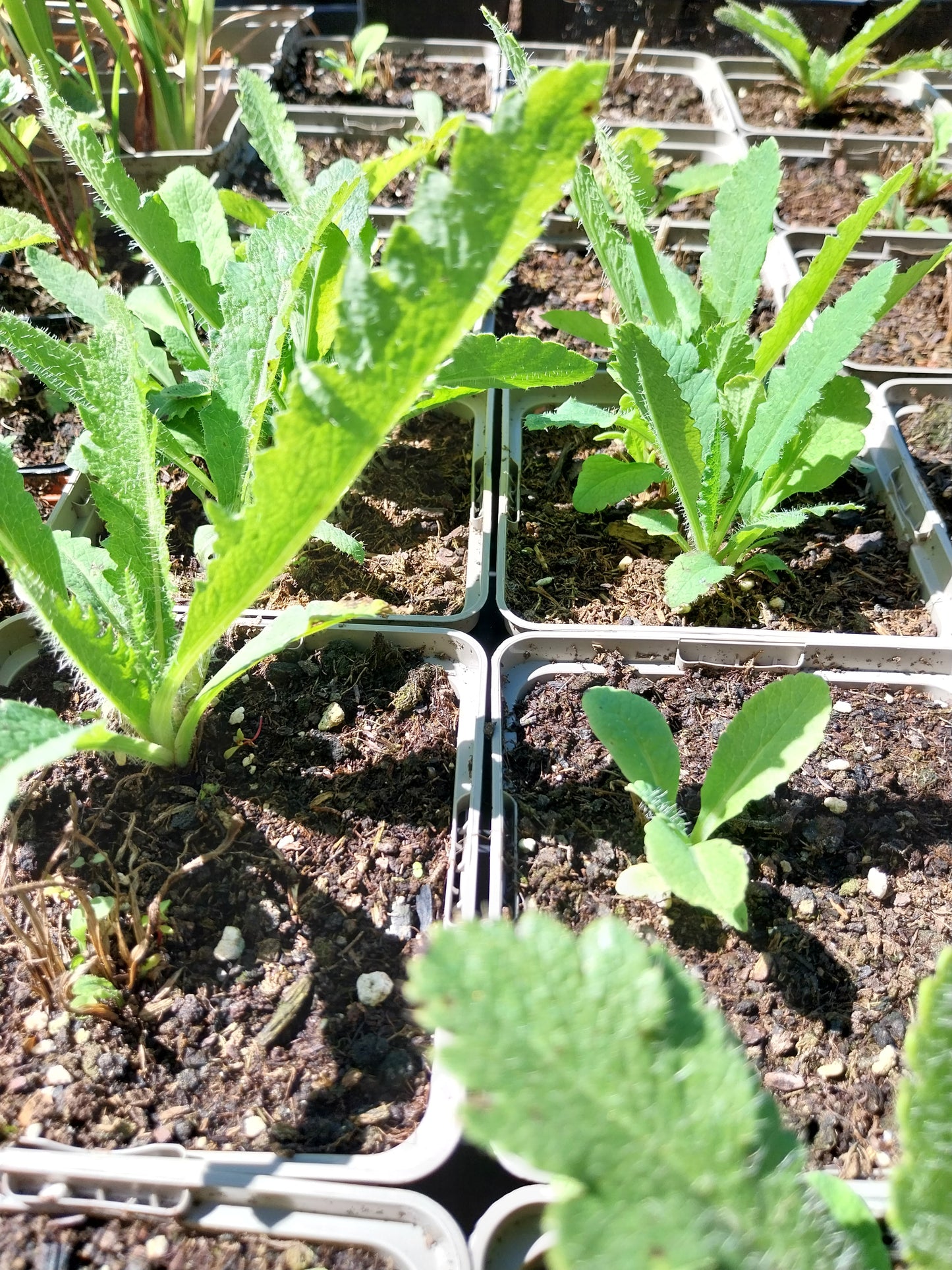 Papaver orientale Orientalischer Mohn