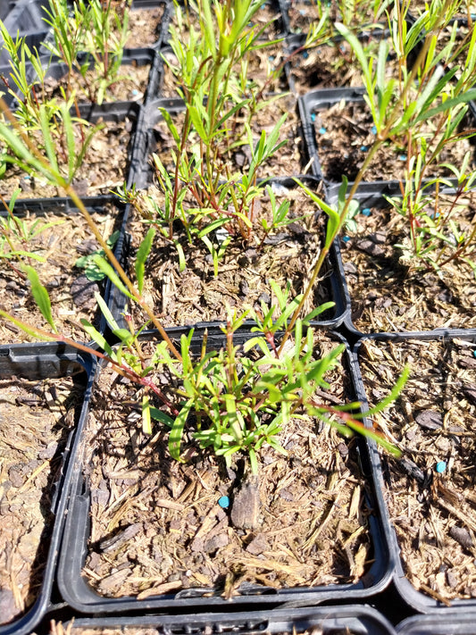 Coreopsis verticillata 'Moonbeam' Quirlblättriges Mädchenauge