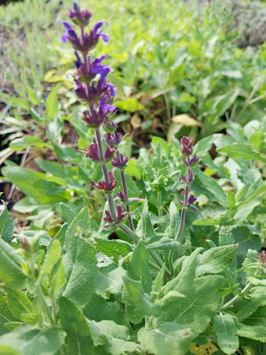 Salvia nemorosa 'Blaukönigin' Salbei