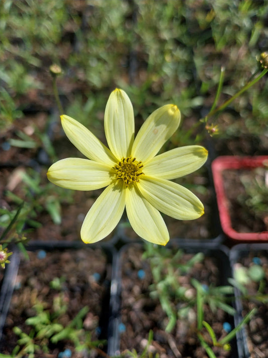 Coreopsis verticillata 'Moonbeam' Quirlblättriges Mädchenauge