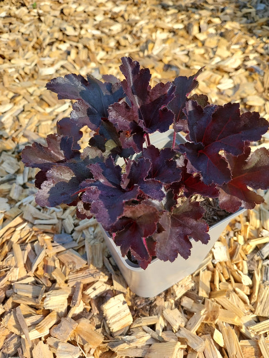 Heuchera micrantha 'Black Pearl' Silberglöckchen