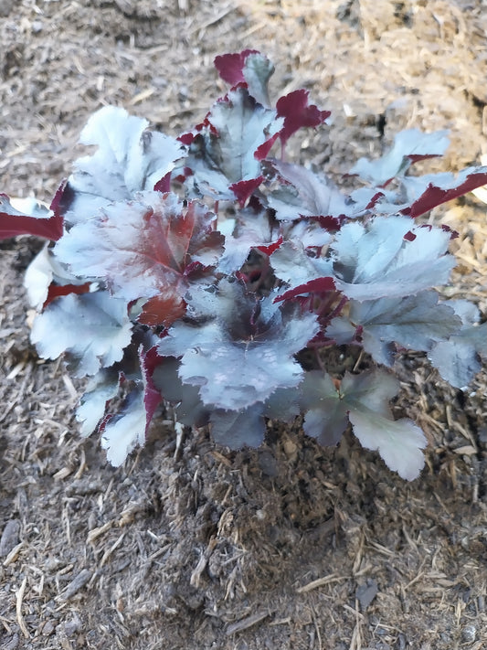 Heuchera micrantha 'Black Pearl' Silberglöckchen