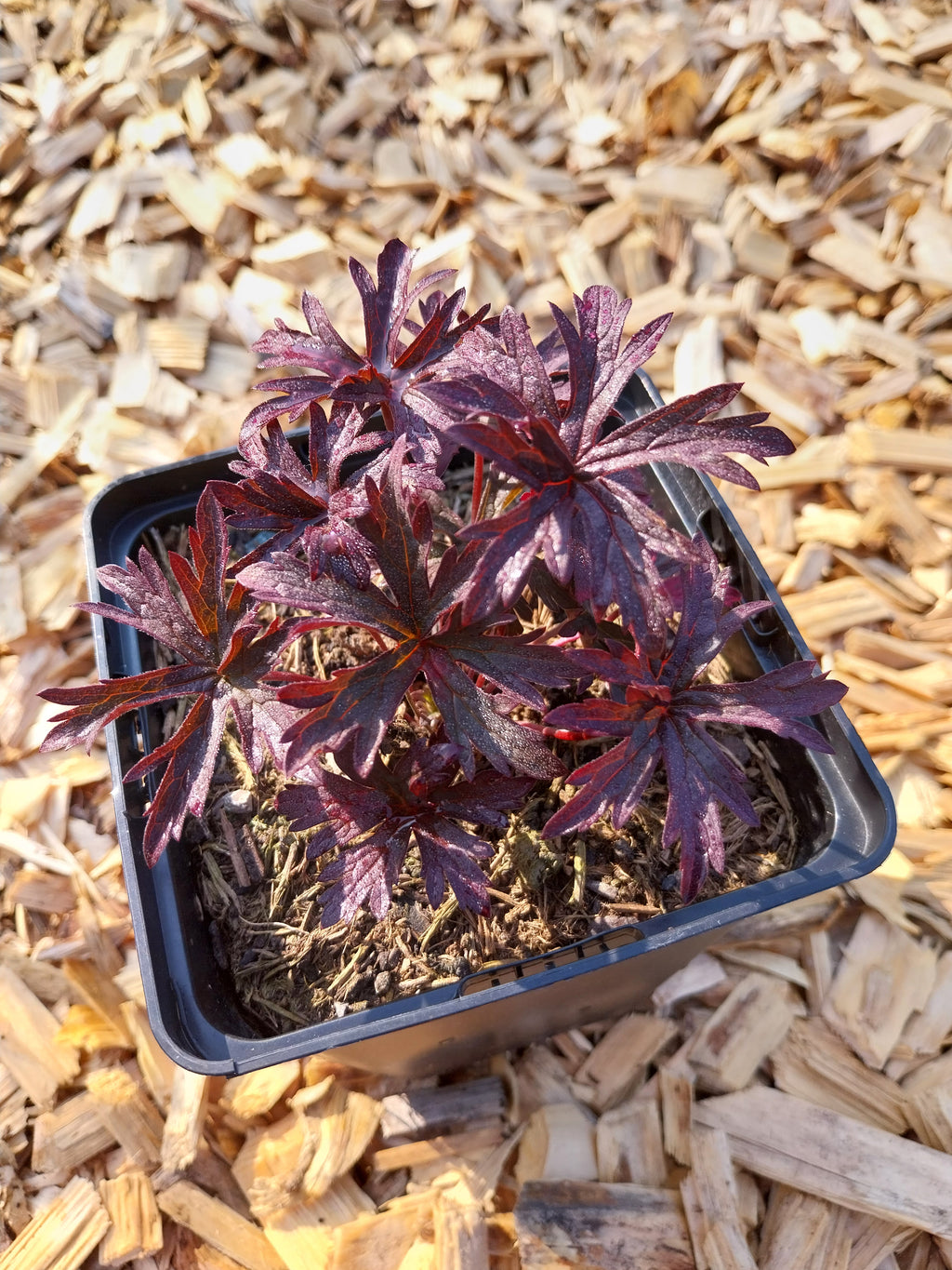 Geranium pratense 'Dark Reiter' Storchschnabel