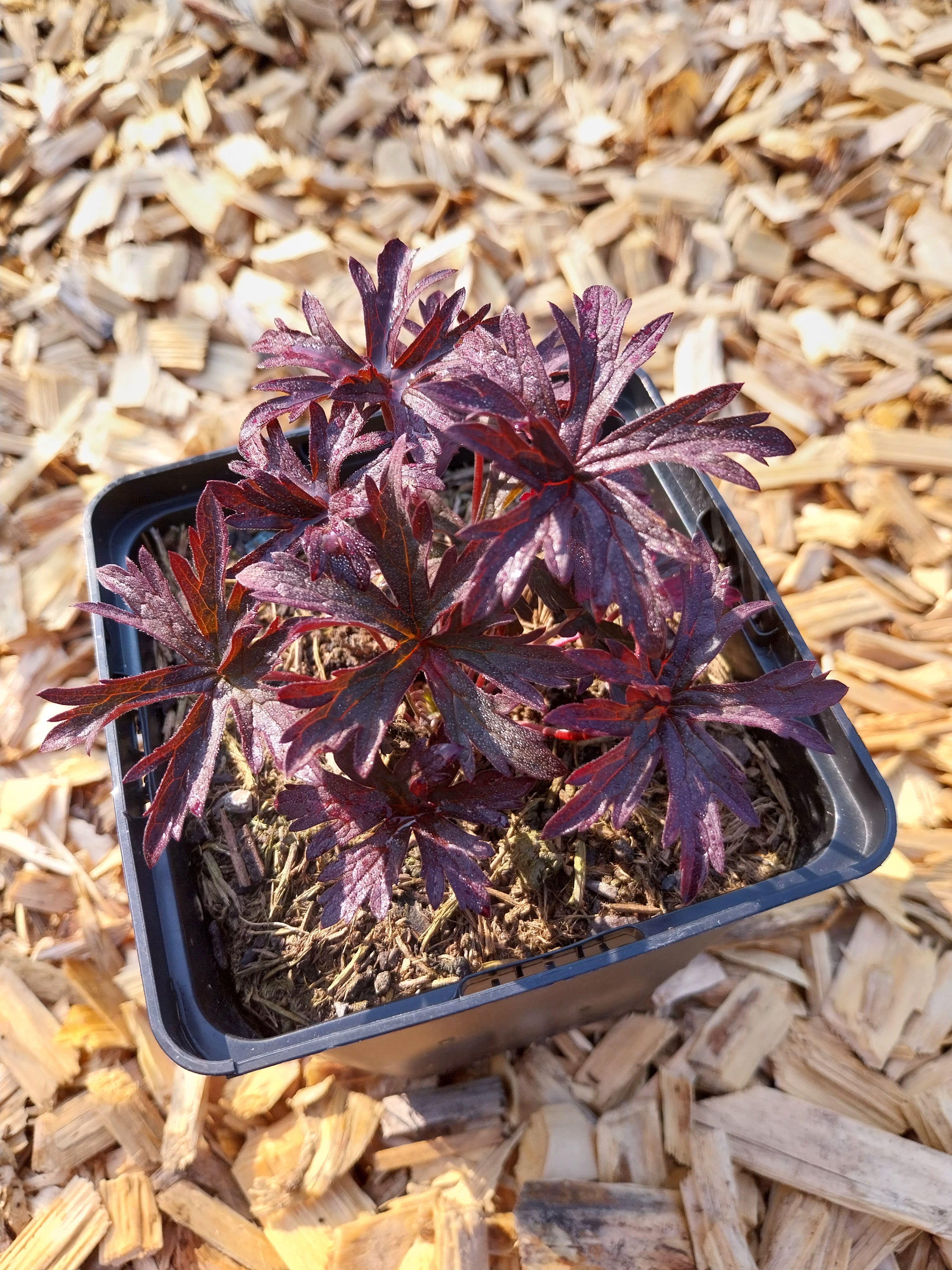 Geranium pratense 'Dark Reiter' Storchschnabel