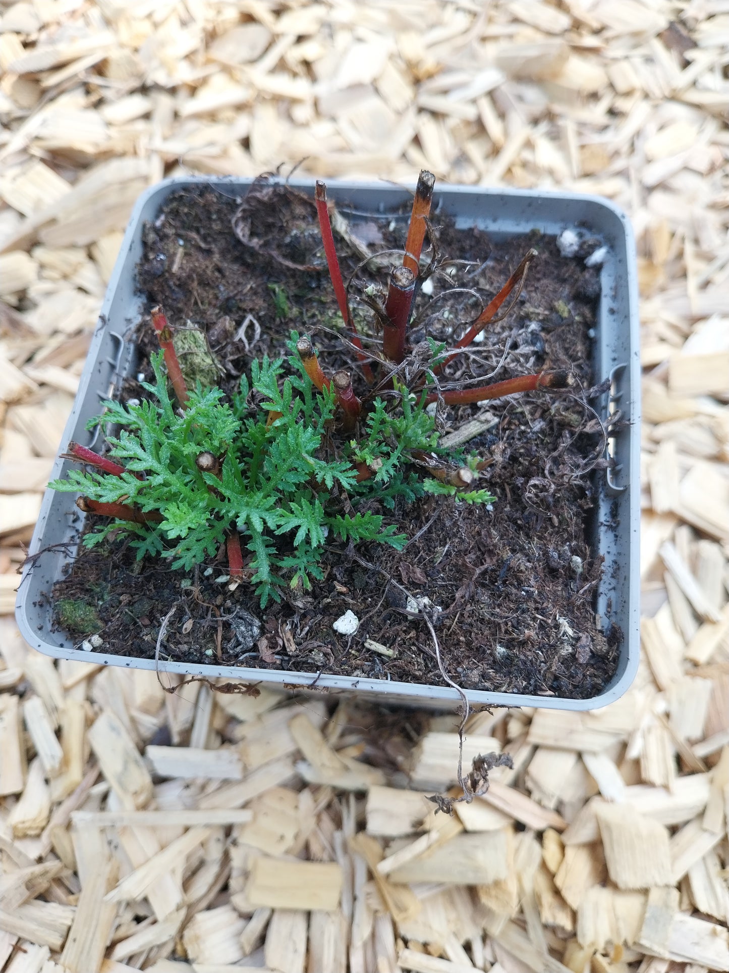 Anthemis tinctoria Färber-Hundskamille