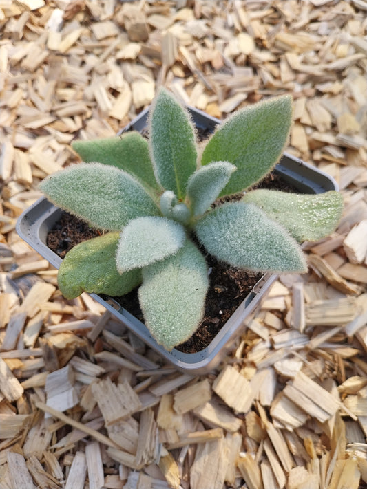 Verbascum densiflorum Großblütige Königskerze