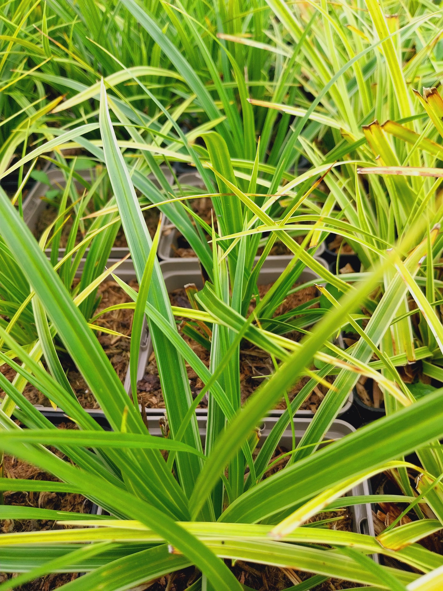 Carex morrowii 'Variegata' Bunte Segge