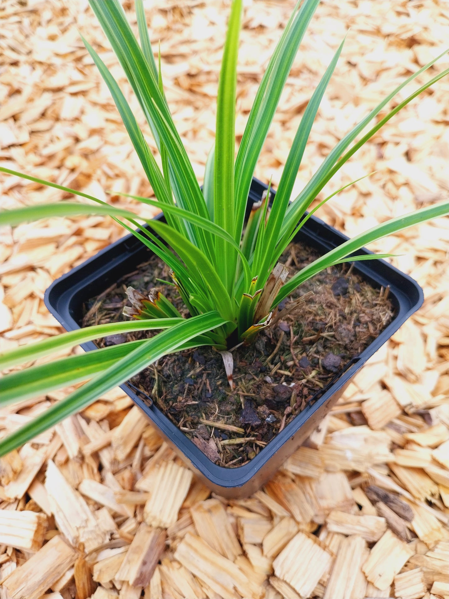 Carex morrowii 'Variegata' Bunte Segge