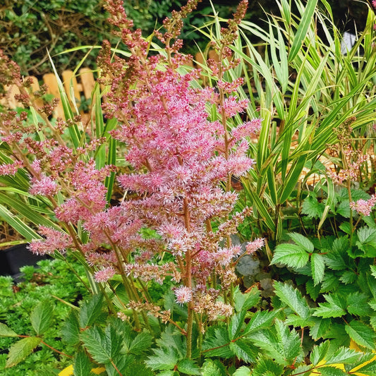 Astilbe chinensis 'Veronica Klose' Teppichspiere