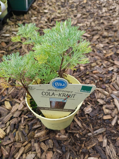 Blu Bio Cola-Kraut  Artemisia abrotanum var. maritima