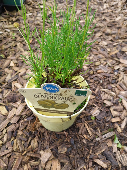 Blu Bio Olivenkraut Santolina viridis