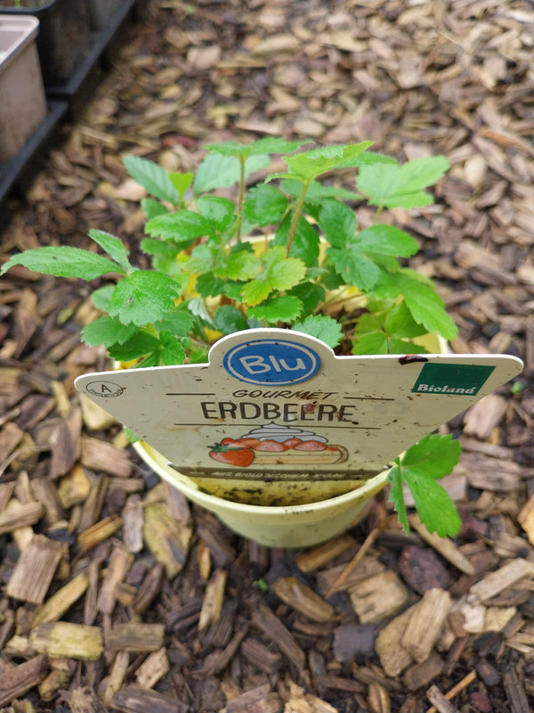 Blu Bio Erdbeere  Fragaria vesca
