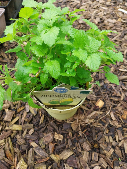 Blu Bio Zitronenmelisse Melissa officinalis