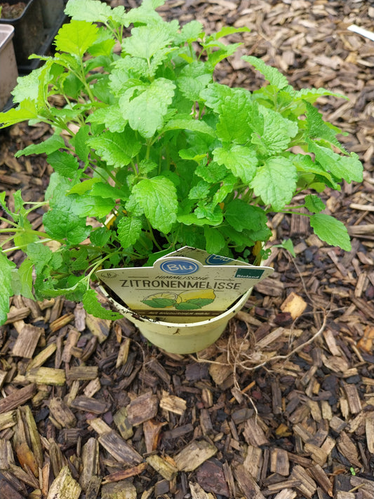 Blu Bio Zitronenmelisse Melissa officinalis