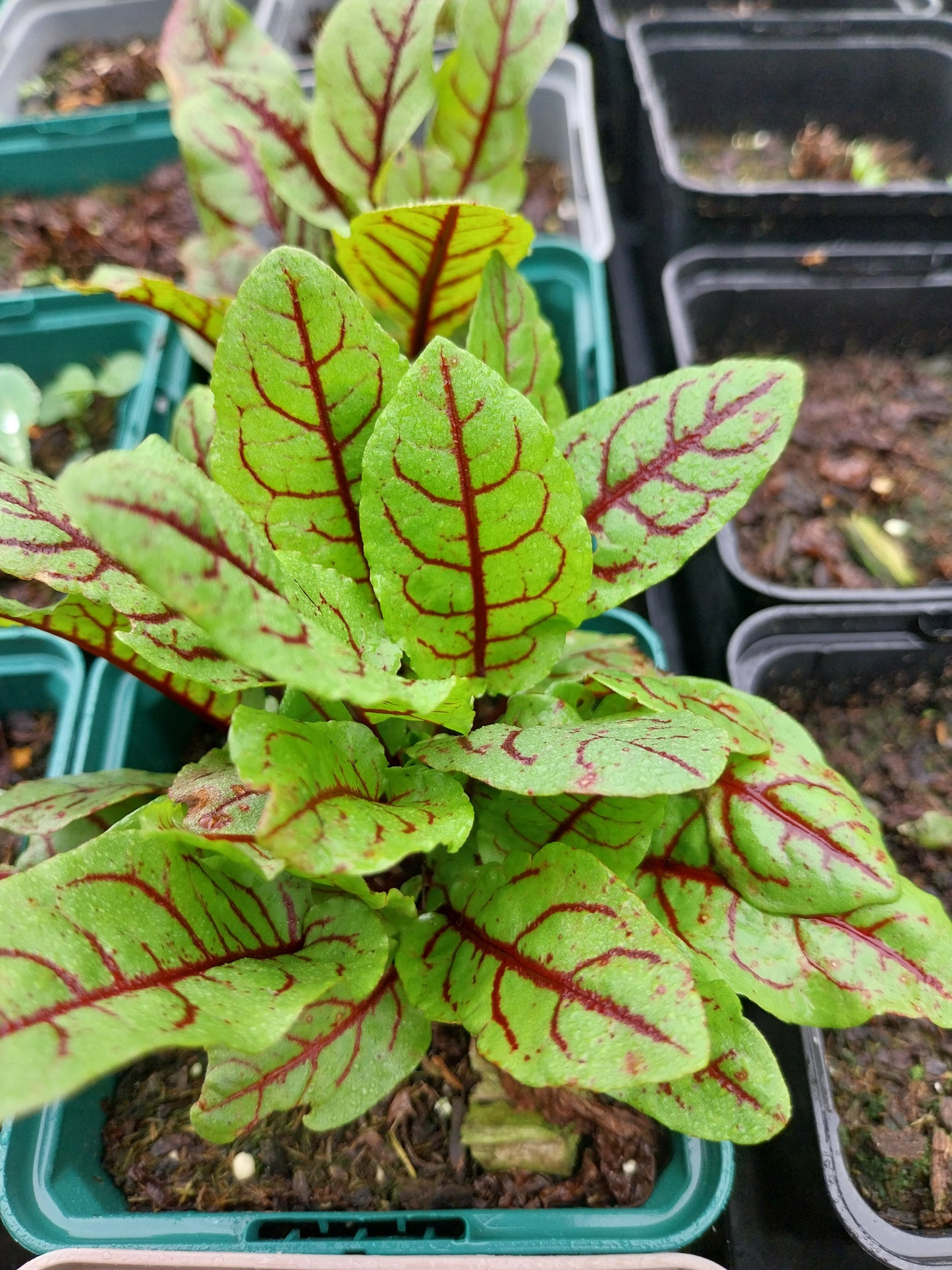 Rumex sanguineus Blut-Ampfer