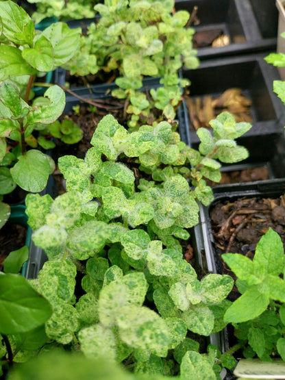 Mentha suaveolens 'Variegata' Buntblättrige Minze