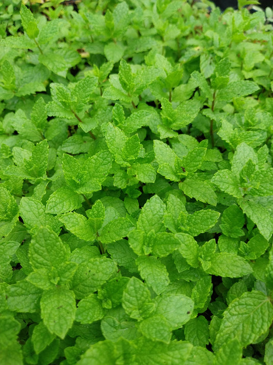 Mentha spicata Grüne Minze