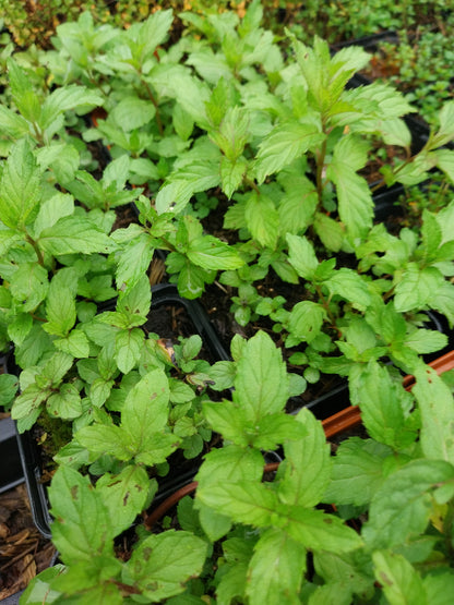Mentha × piperita Pfeffer-Minze