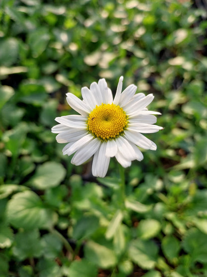 Leucanthemum vulgare Kleine Margerite