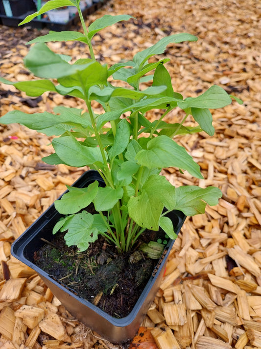Valeriana officinalis Echter Baldrian