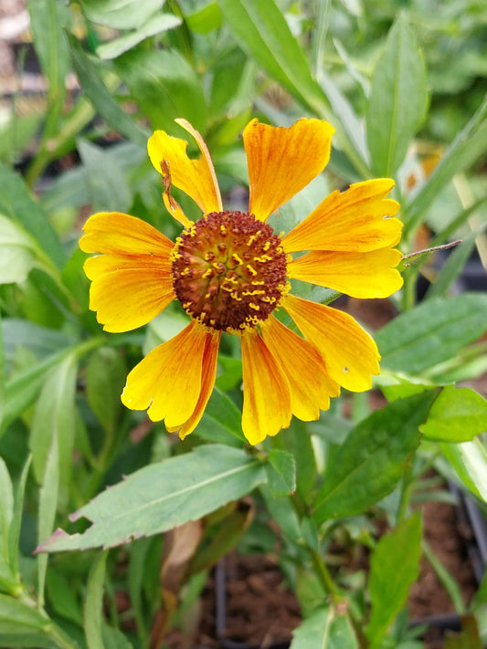 Helenium × cultorum 'Biedermeier' Sonnenbraut