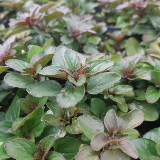 Origanum laevigatum 'Herrenhausen' Blüten-Dost