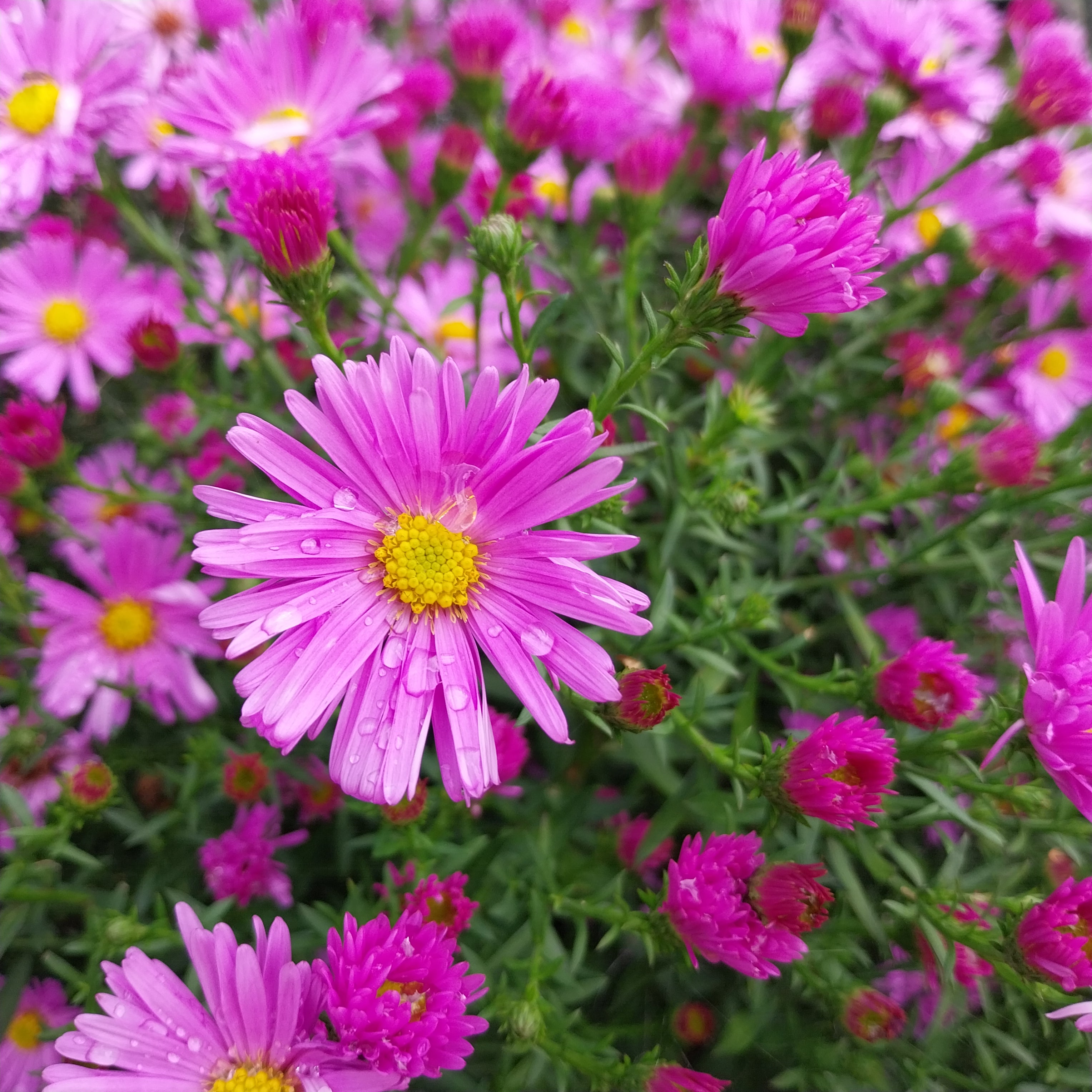Aster novi-belgii 'Rosaperle' Glattblatt-Aster
