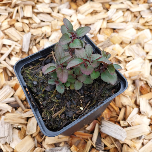 Origanum laevigatum 'Herrenhausen' Blüten-Dost