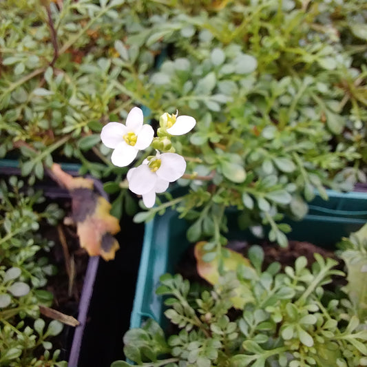 Pritzelago alpina subsp. alpina Alpen-Gämskresse