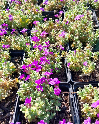 Aubrieta × cultorum 'Audrey Blue Shades ' Blaukissen