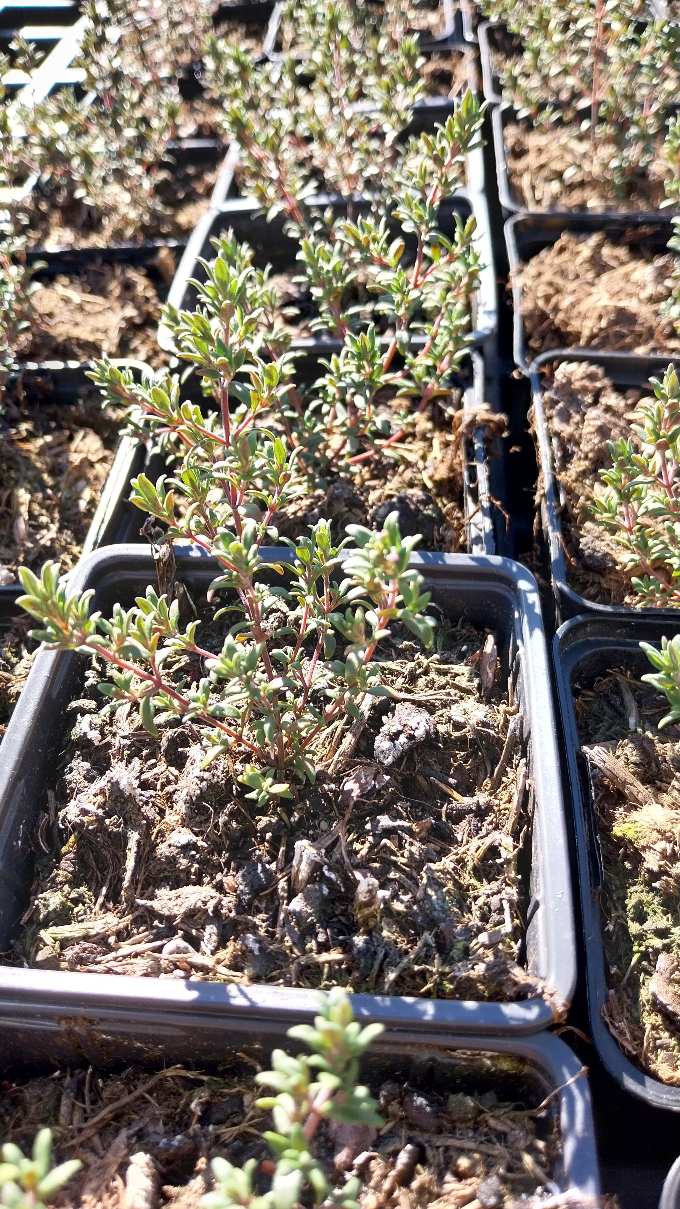 Thymus vulgaris Echter Thymian