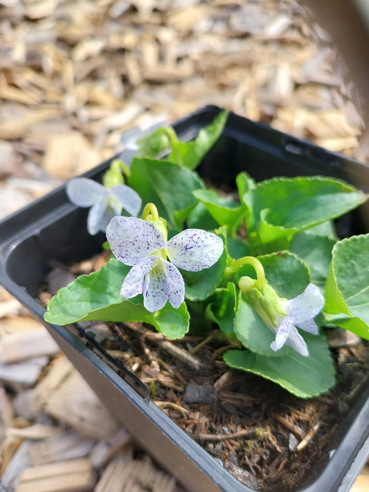 Viola sororia 'Freckles' Pfingst-Veilchen