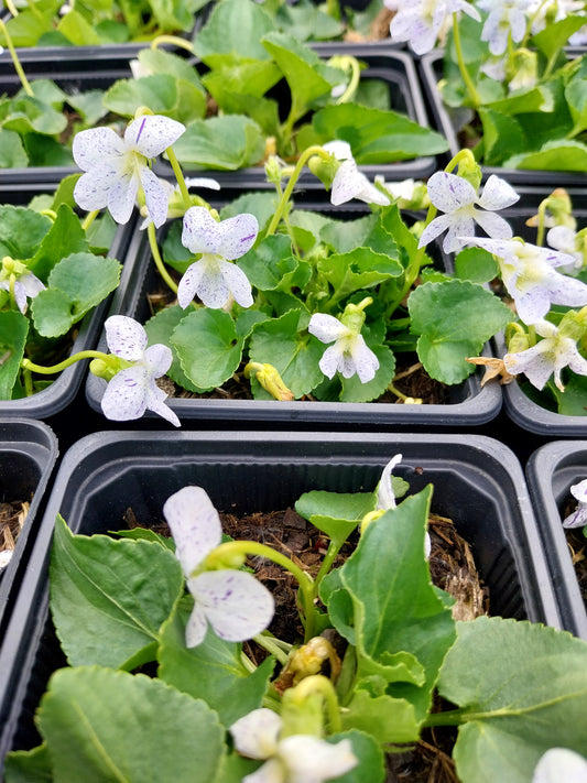 Viola sororia 'Freckles' Pfingst-Veilchen