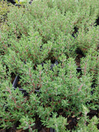 Thymus vulgaris Echter Thymian