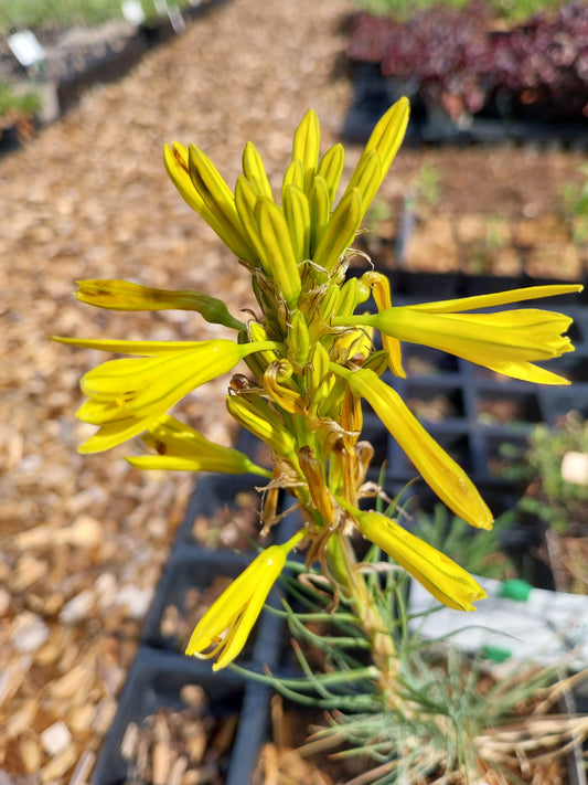 Asphodeline lutea Mediterrane Junkerlilie
