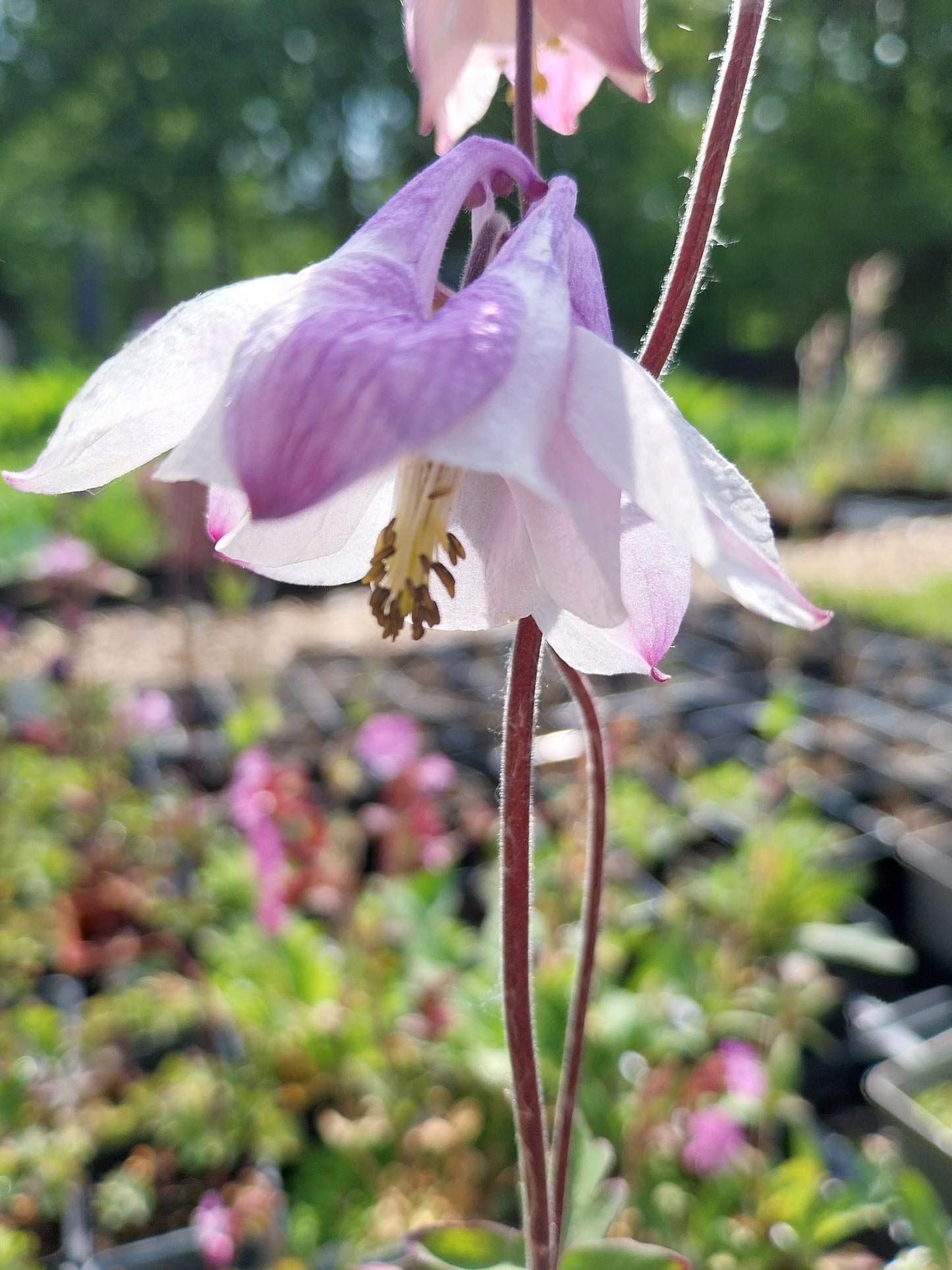 Aquilegia vulgaris Gewöhnliche Akelei