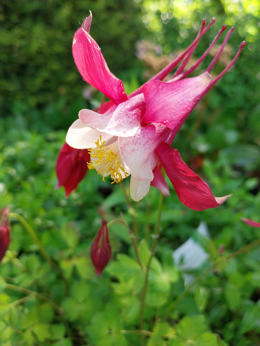 Aquilegia caerulea 'Crimson Star' Akelei