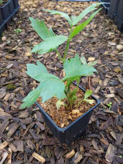 Levisticum officinale Liebstöckel, Maggikraut