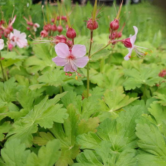 Geranium macrorrhizum 'Ingwersen' Storchschnabel