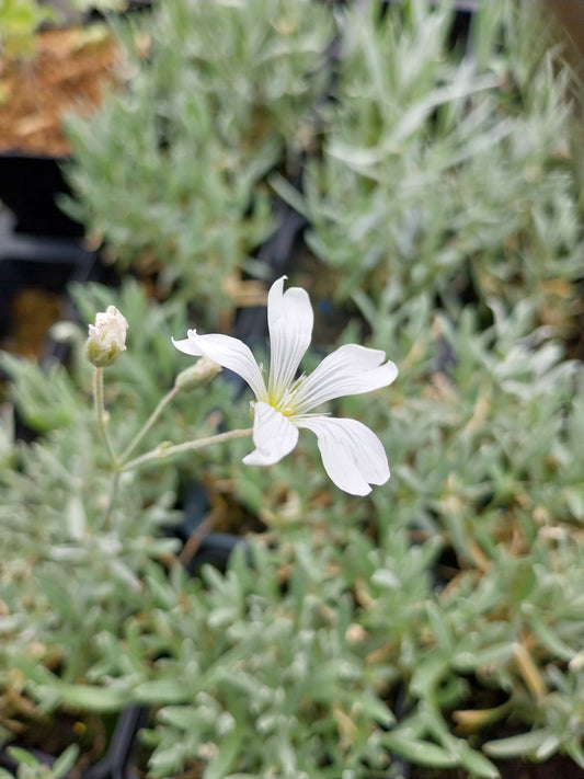 Cerastium tomentosum 'Silberteppich' Hornkraut