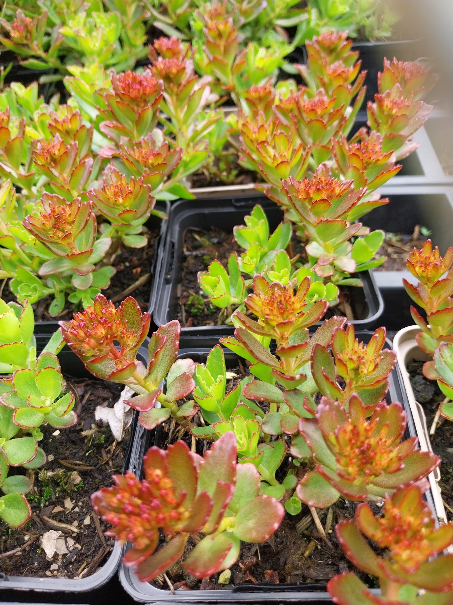 Sedum spurium 'Schorbuser Blut' Teppich-Fettblatt