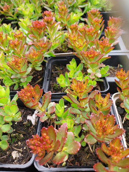Sedum spurium 'Schorbuser Blut' Teppich-Fettblatt